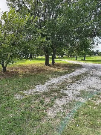 a view of a trees in a yard