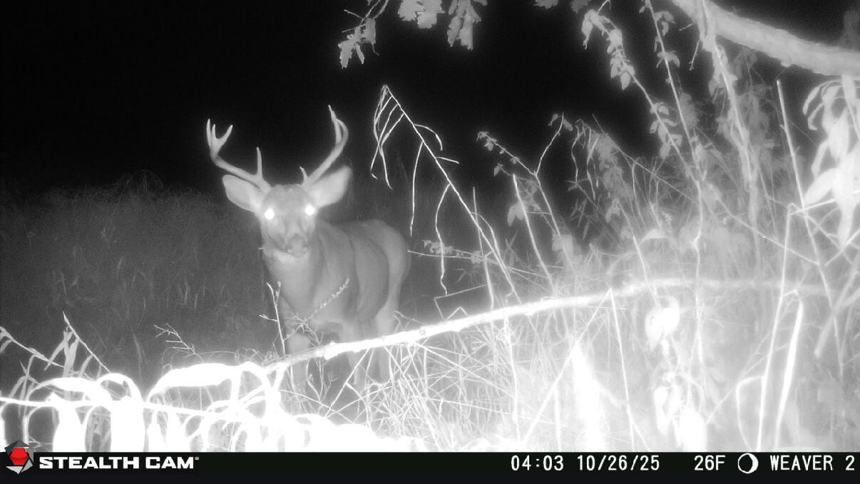 2500 West Quarter Line Road Sanford, MI 48657 - Photo 212 of 241 4439448763400323341