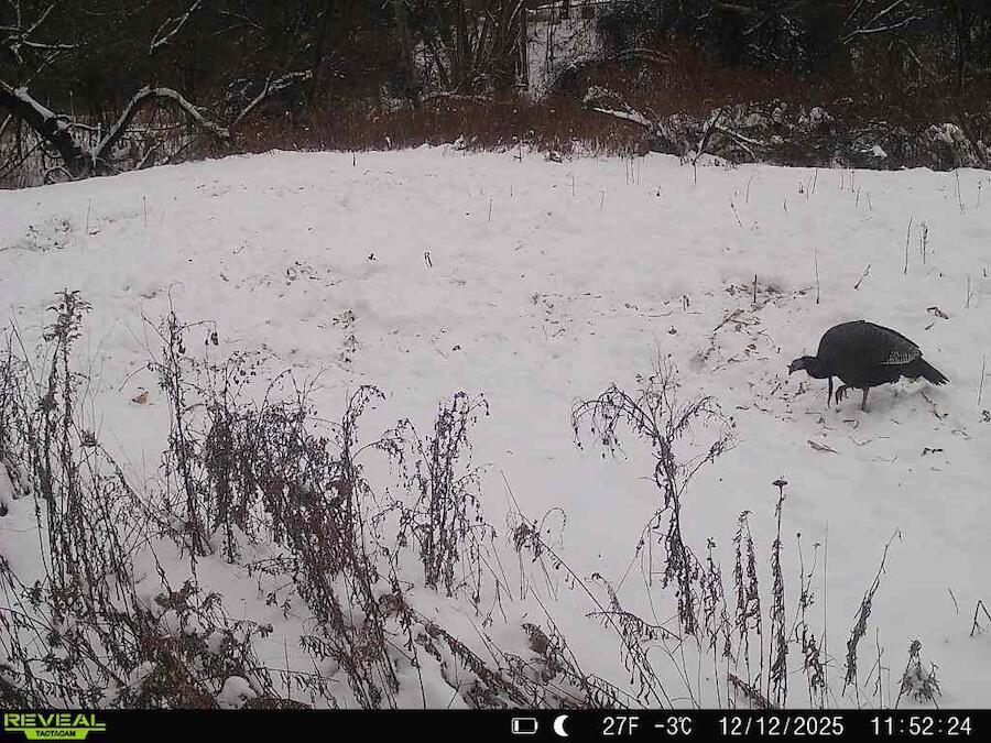 2500 West Quarter Line Road Sanford, MI 48657 - Photo 217 of 241 5251275644042527041