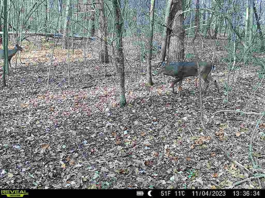 2500 West Quarter Line Road Sanford, MI 48657 - Photo 222 of 241 6031642938740677888