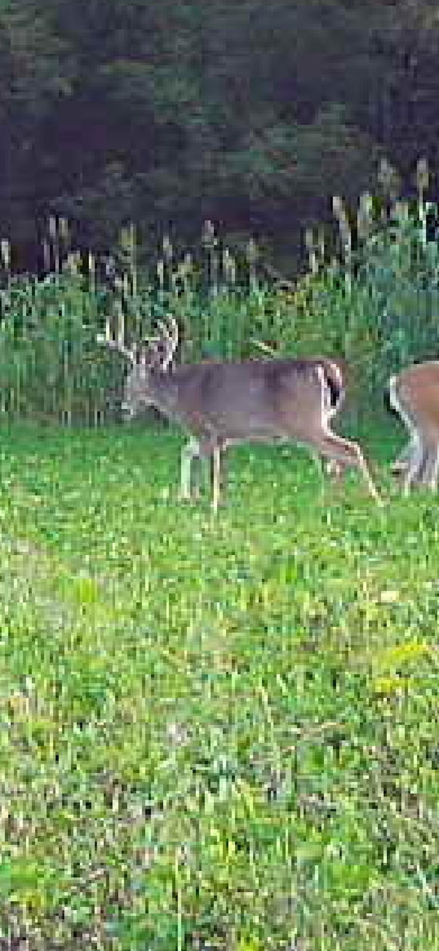 2500 West Quarter Line Road Sanford, MI 48657 - Photo 231 of 241 7546810390395016553