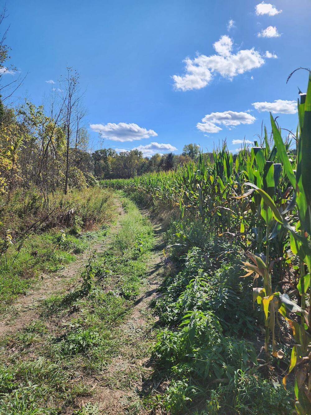 2500 West Quarter Line Road Sanford, MI 48657 - Photo 49 of 241 4453483090926438477