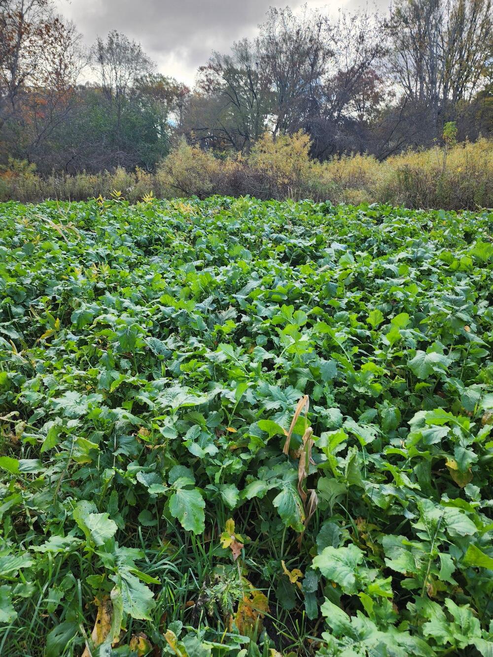 2500 West Quarter Line Road Sanford, MI 48657 - Photo 50 of 241 4586679204662265081