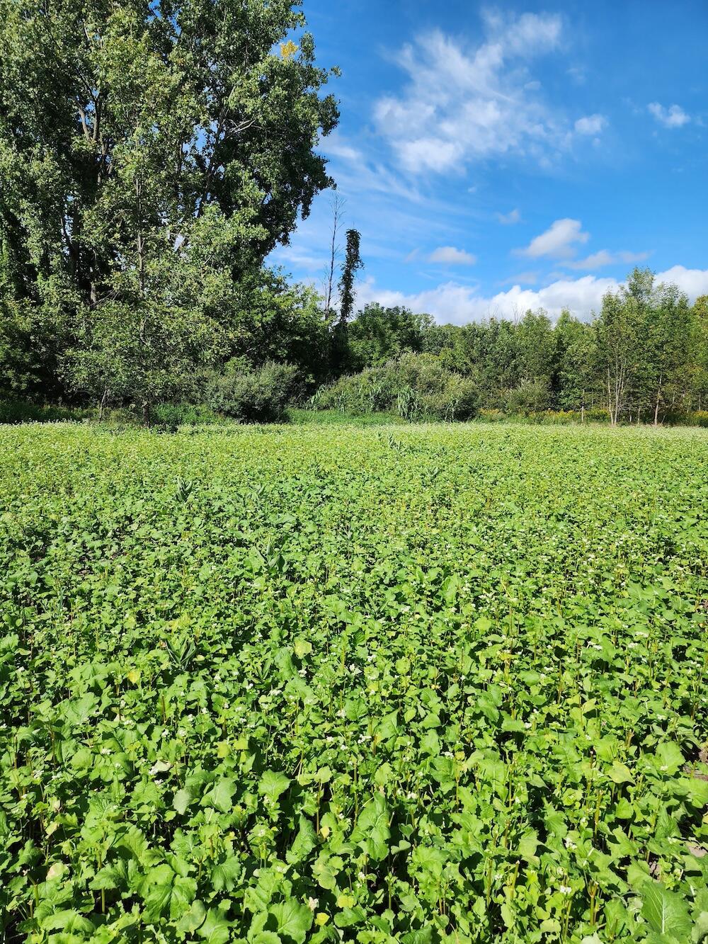 2500 West Quarter Line Road Sanford, MI 48657 - Photo 51 of 241 5400975104389002730