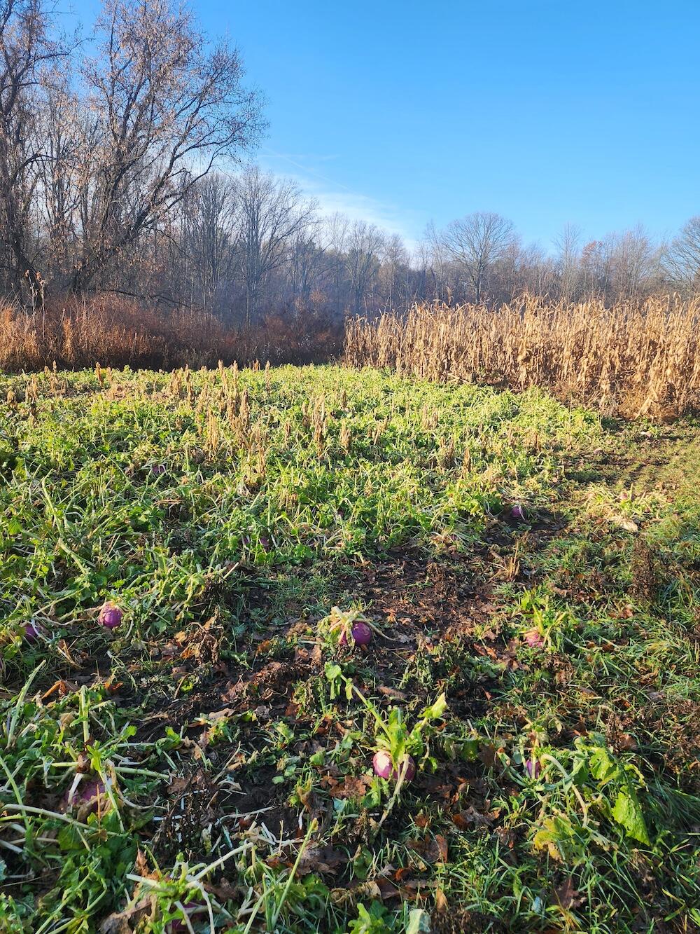 2500 West Quarter Line Road Sanford, MI 48657 - Photo 52 of 241 5895949483412380265