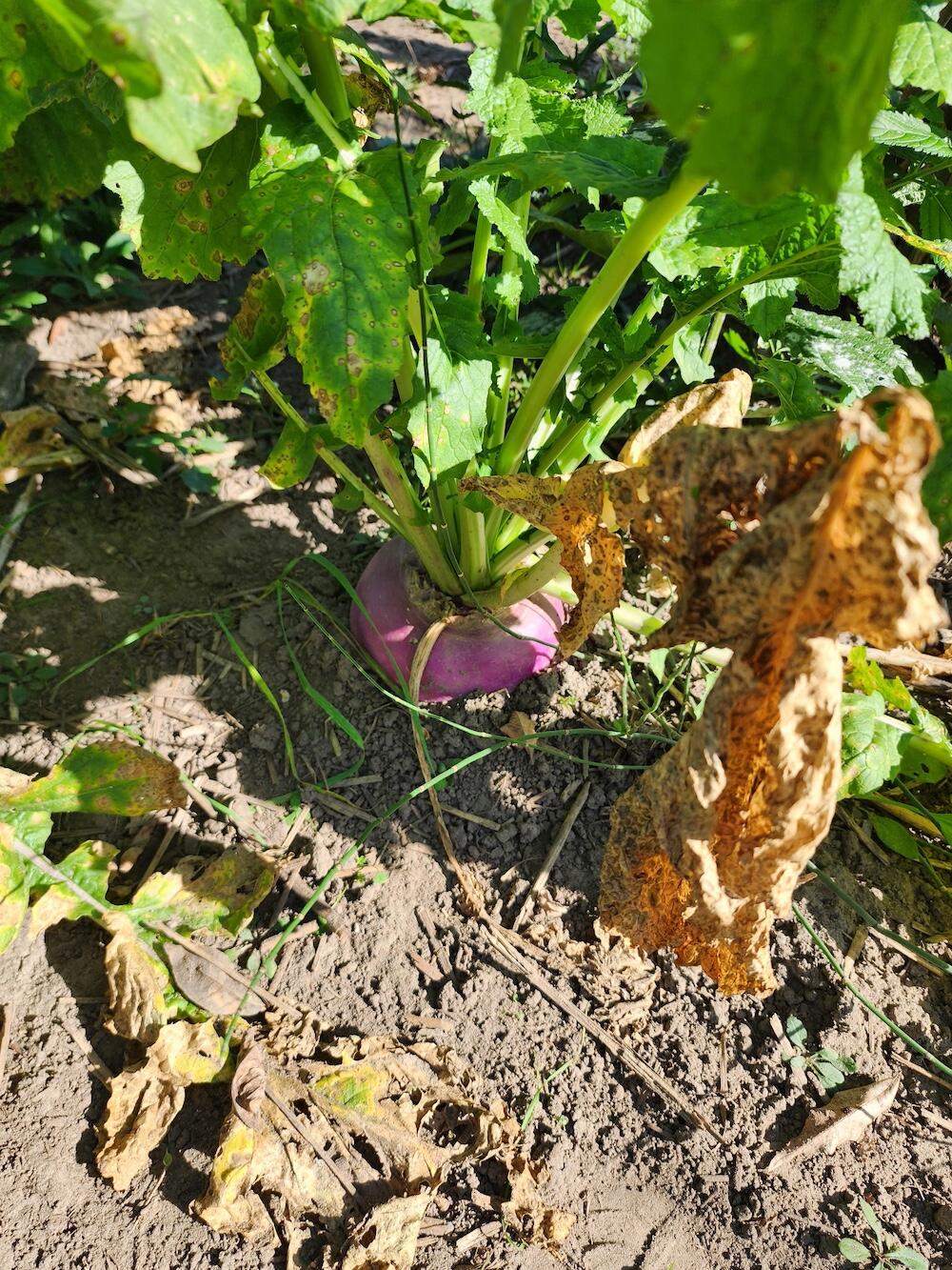 2500 West Quarter Line Road Sanford, MI 48657 - Photo 54 of 241 6626450570708766275