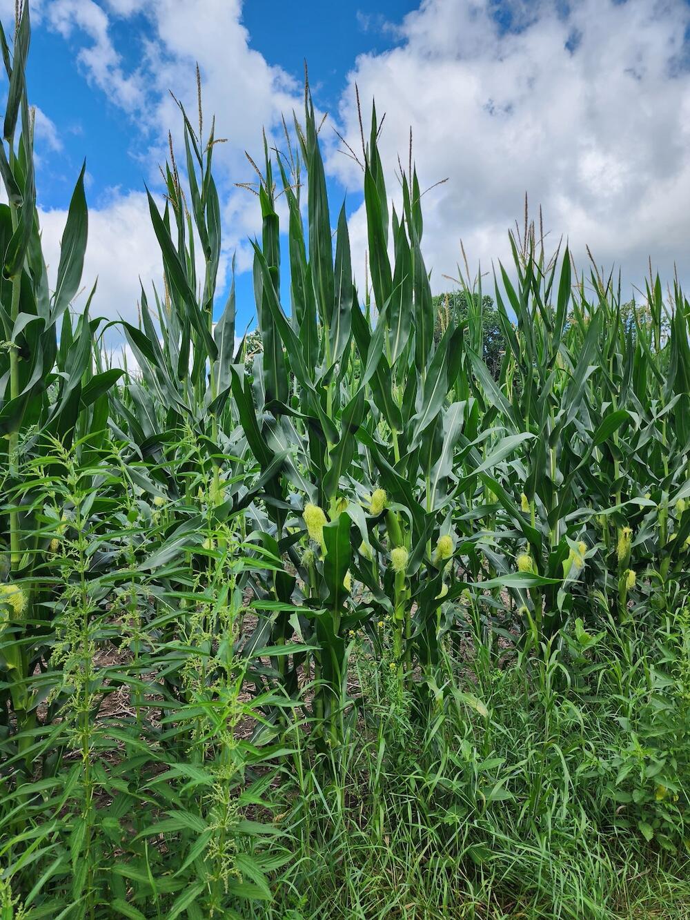 2500 West Quarter Line Road Sanford, MI 48657 - Photo 58 of 241 7479937588056126802