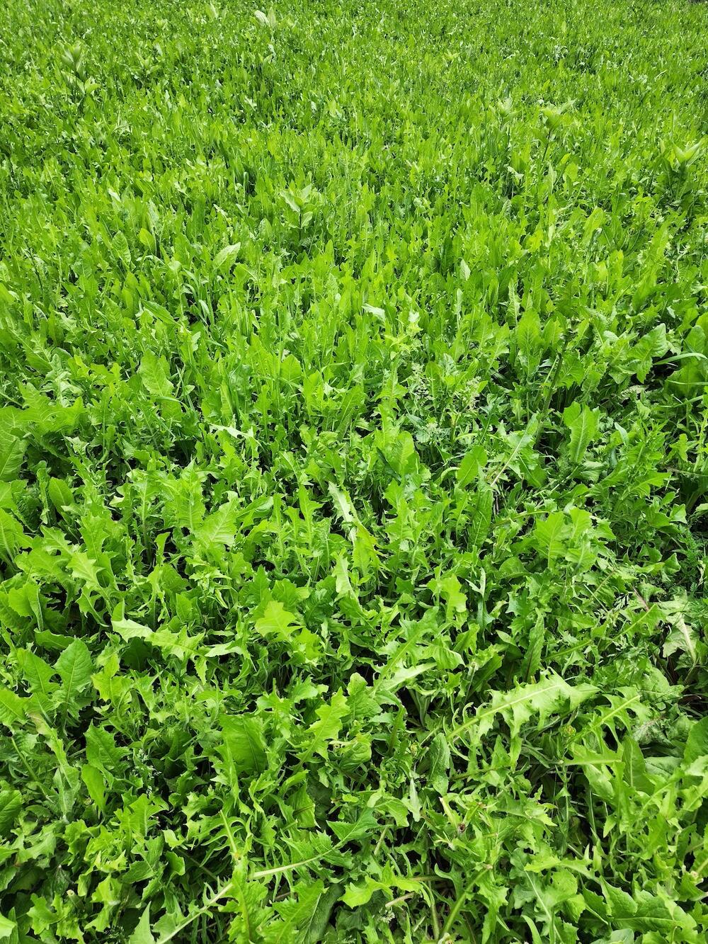 2500 West Quarter Line Road Sanford, MI 48657 - Photo 62 of 241 8148198749726621586