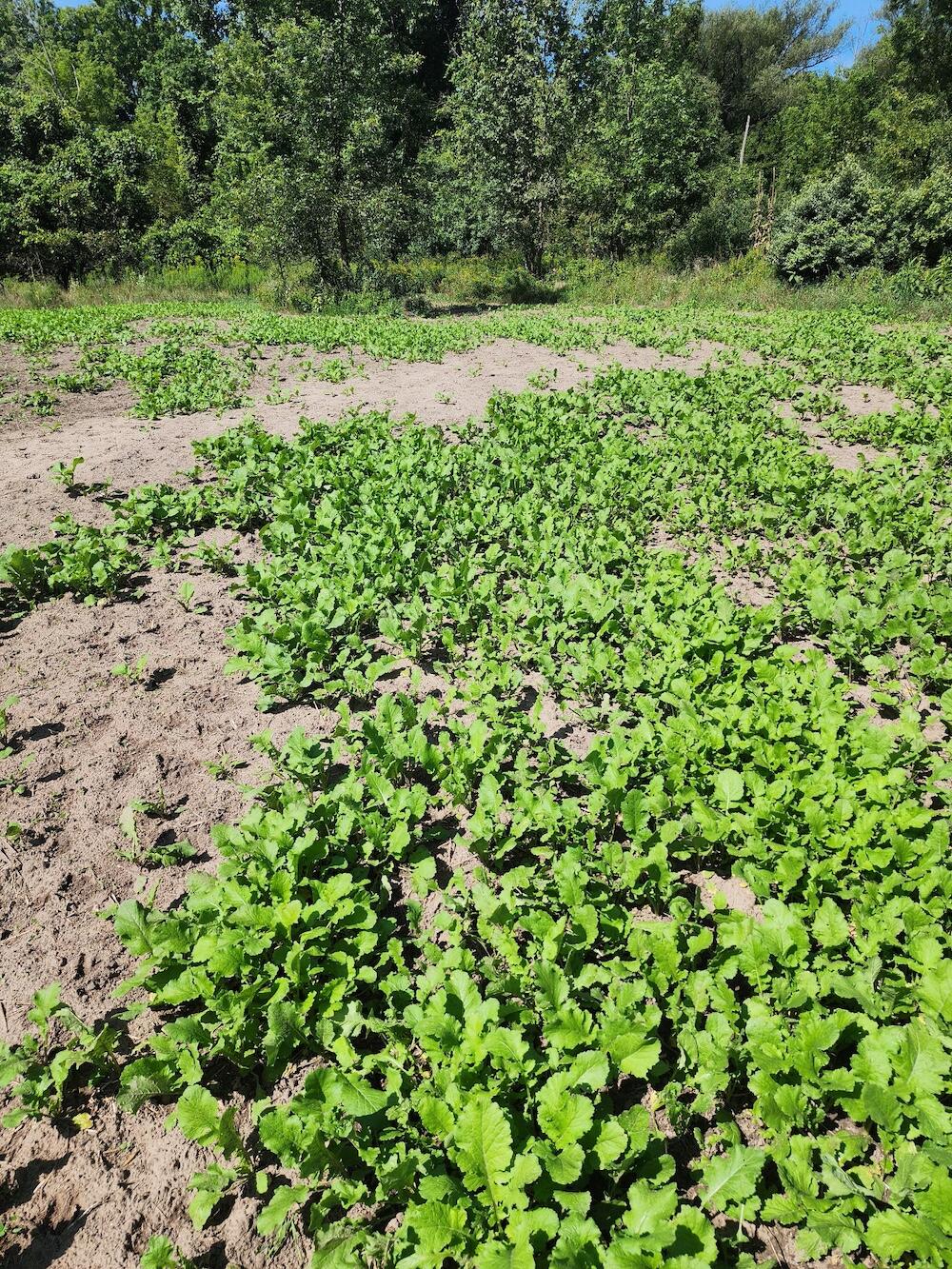 2500 West Quarter Line Road Sanford, MI 48657 - Photo 63 of 241 9099071739300039298