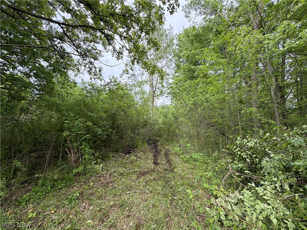 0 Dayton Road Madison, OH 44057 - Photo 2 of 12 Wooded parcel featuring a cleared path and lush green foliage