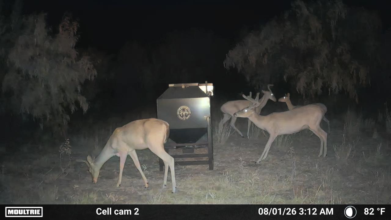 239 County Road Afton, TX 79220 - Photo 22 of 22 White Tail