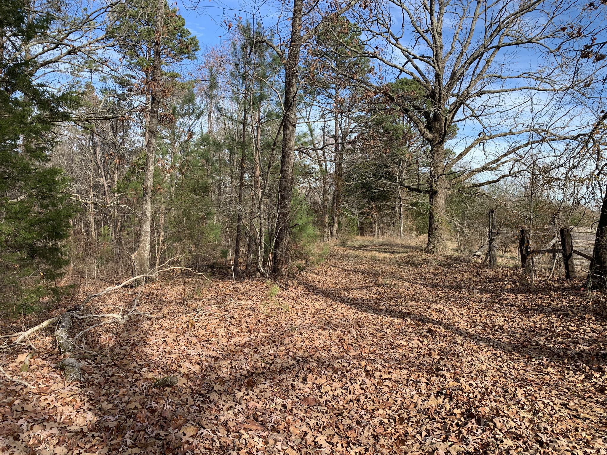 881 Russom Road Finger, TN 38334 - Photo 32 of 61 a backyard of a house with lots of green space