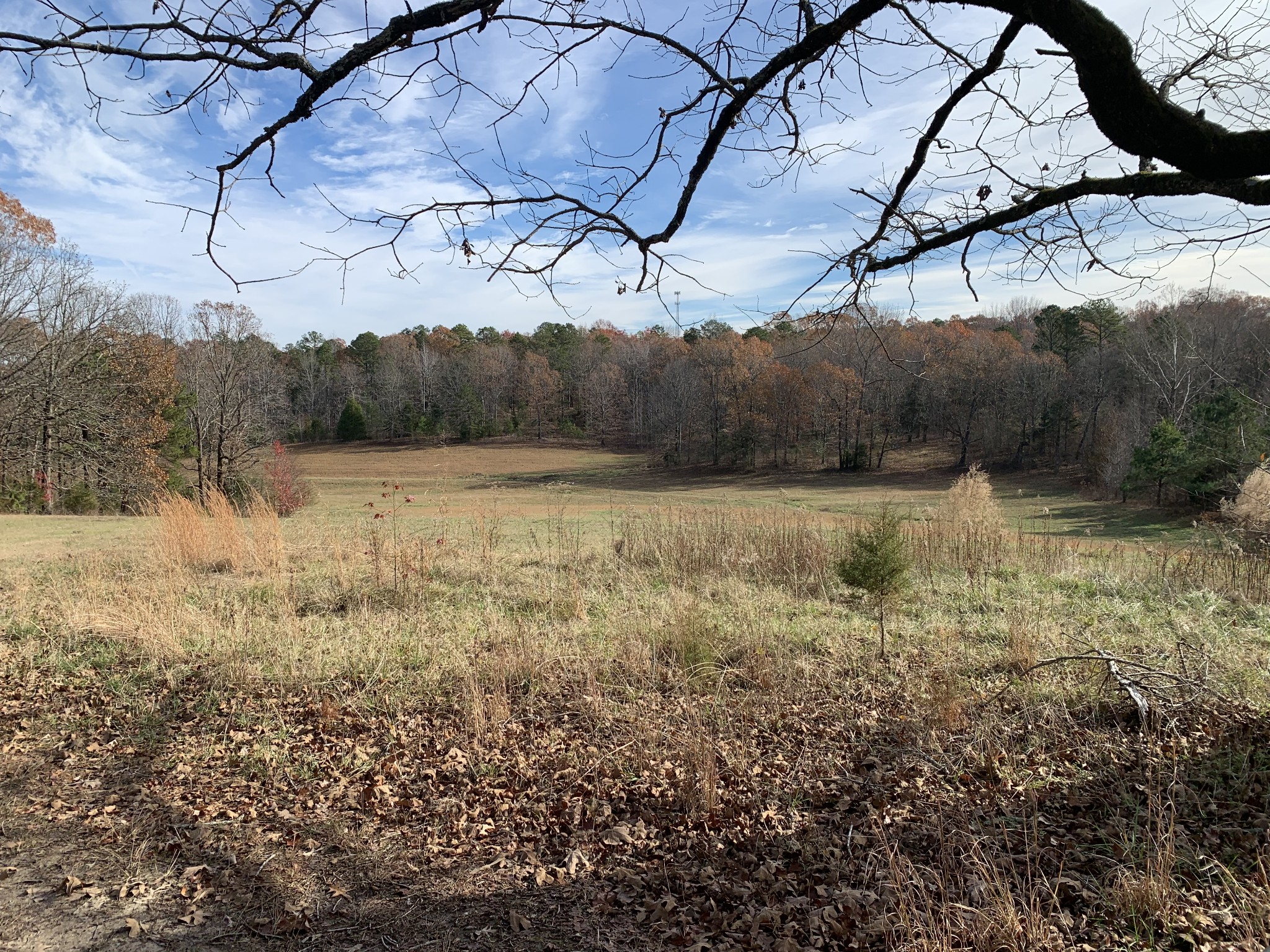 881 Russom Road Finger, TN 38334 - Photo 33 of 61 a view of a yard