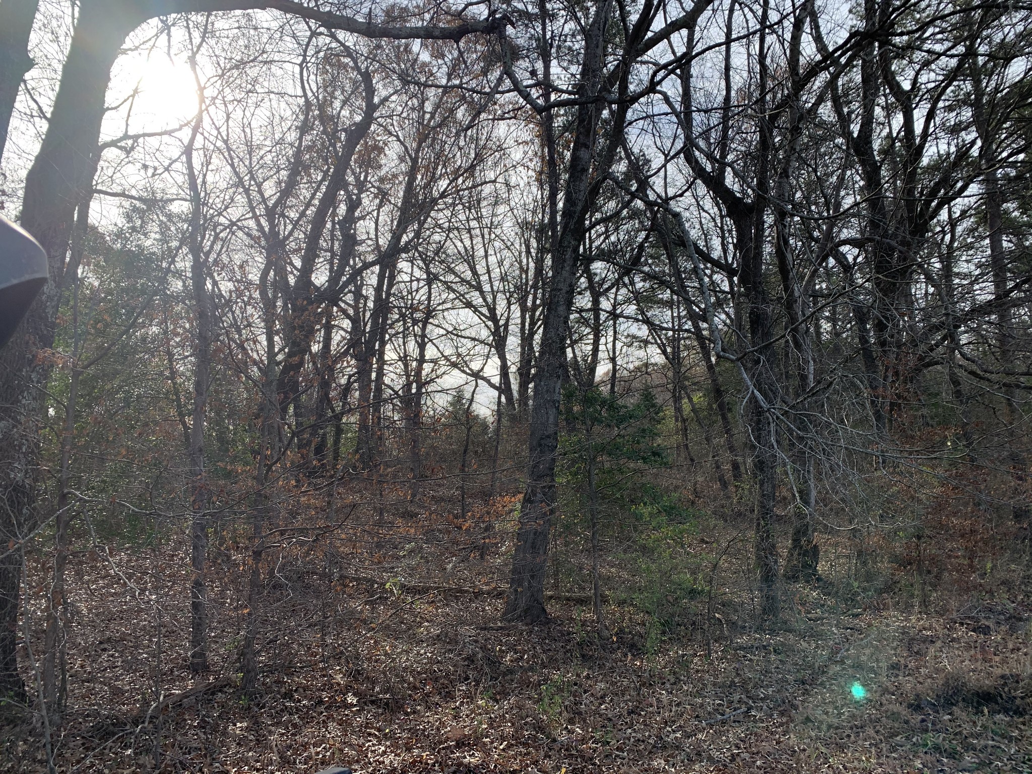 881 Russom Road Finger, TN 38334 - Photo 43 of 61 a view of a forest with trees in the background