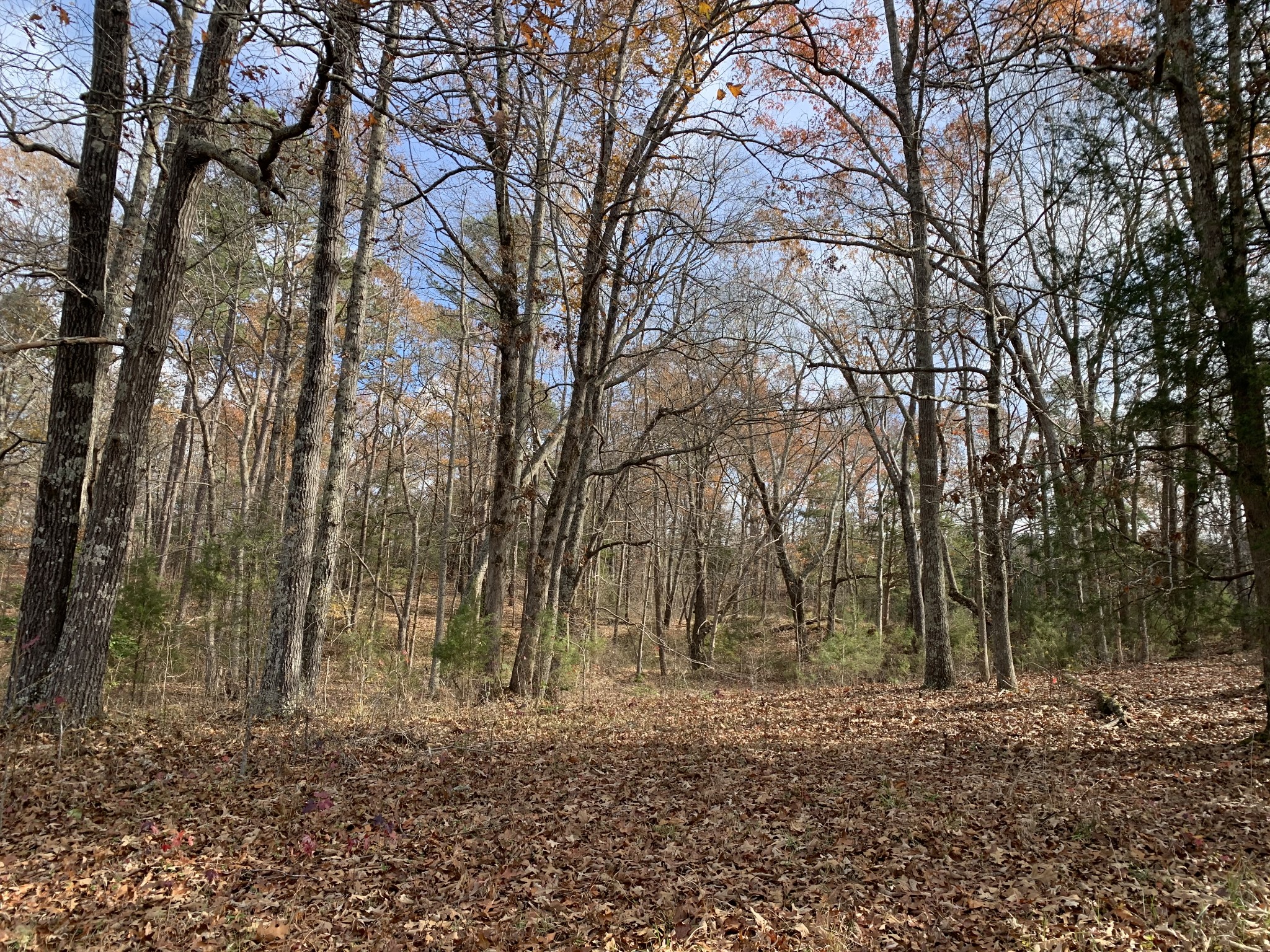 881 Russom Road Finger, TN 38334 - Photo 53 of 61 a backyard of a house with lots of green space