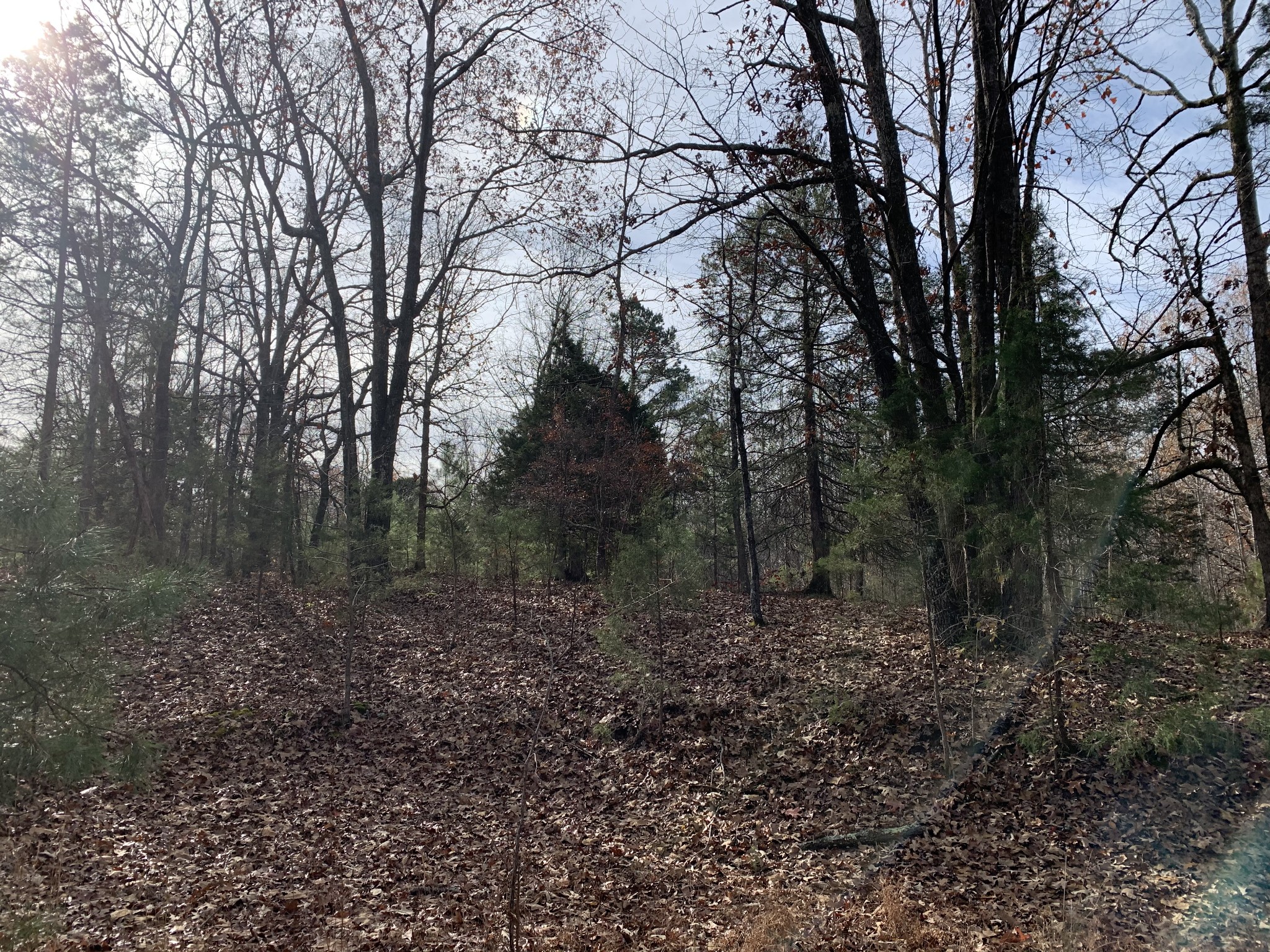 881 Russom Road Finger, TN 38334 - Photo 55 of 61 a view of a forest with trees in the background