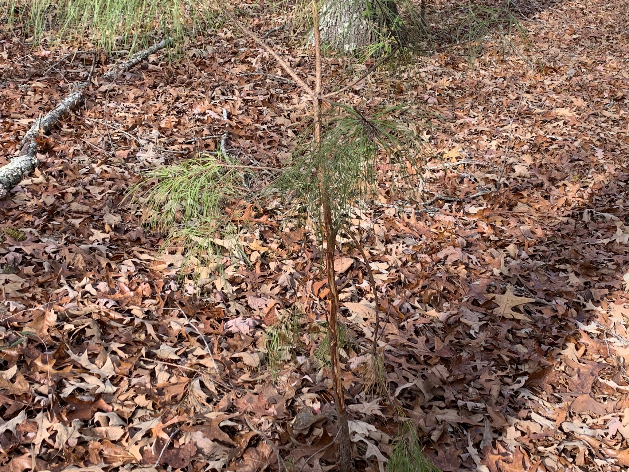 881 Russom Road Finger, TN 38334 - Photo 56 of 61 a view of a yard