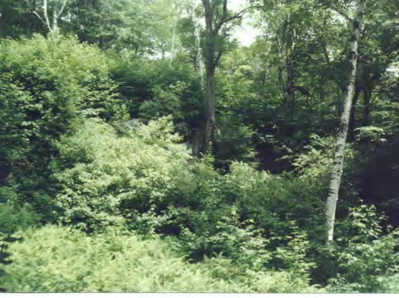 1060 George Carter Road Becket, MA 01223 - Photo 14 of 15 a view of a forest with lots of trees