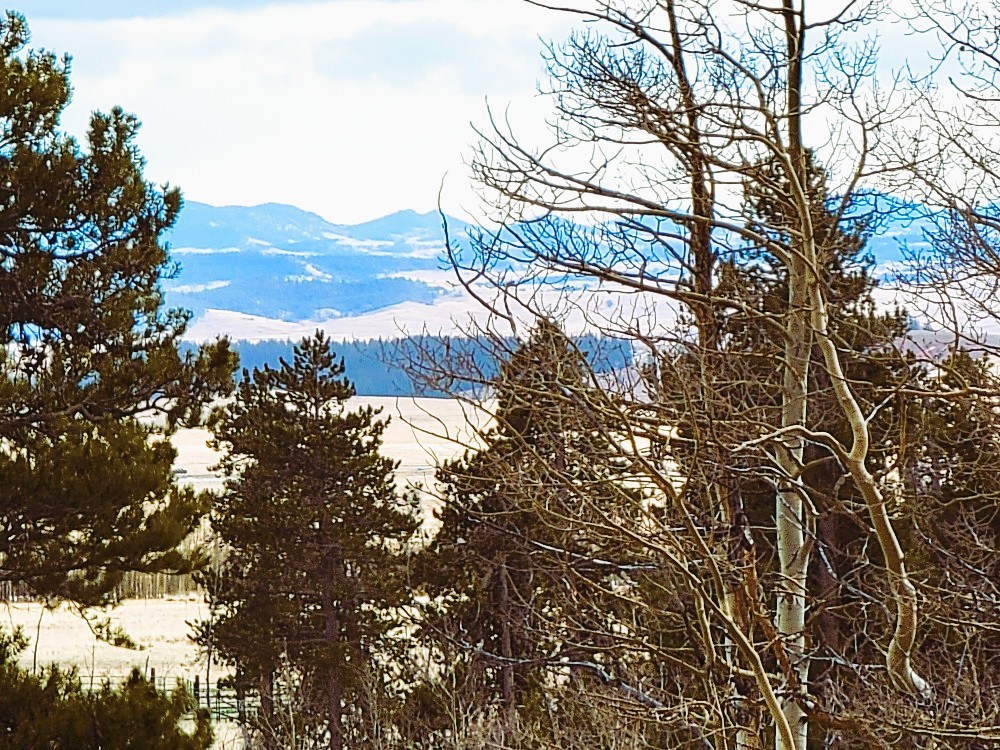 542 Thick Spike Road Fairplay, CO 80440 - Photo 12 of 33 a view of a tree in a field
