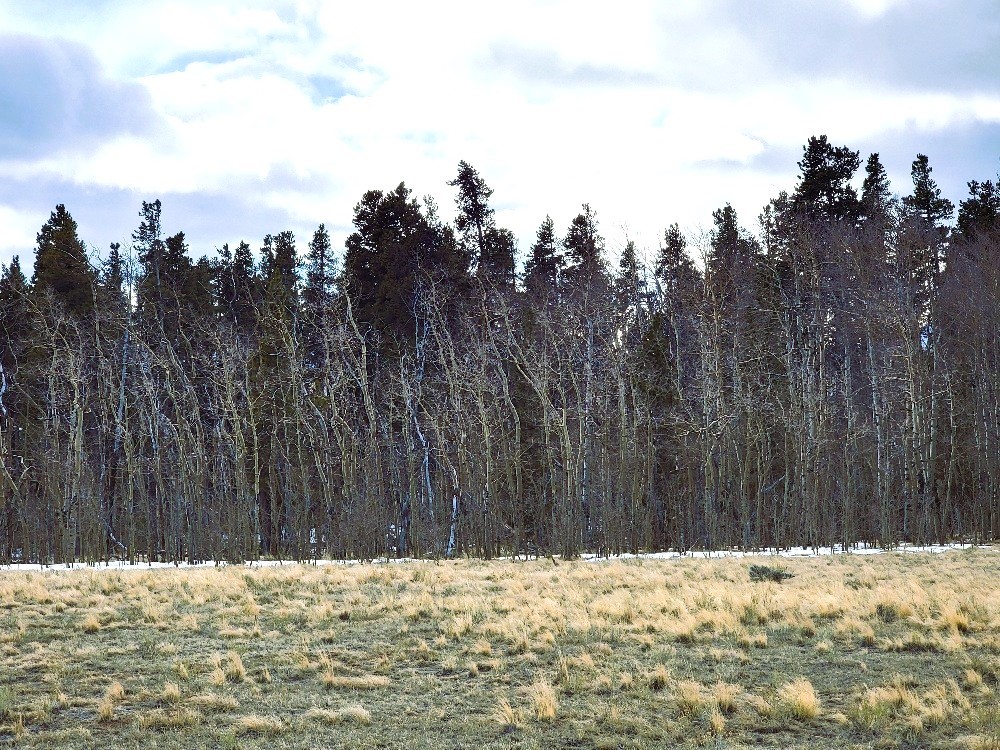 542 Thick Spike Road Fairplay, CO 80440 - Photo 15 of 33 a view of a snow in a yard