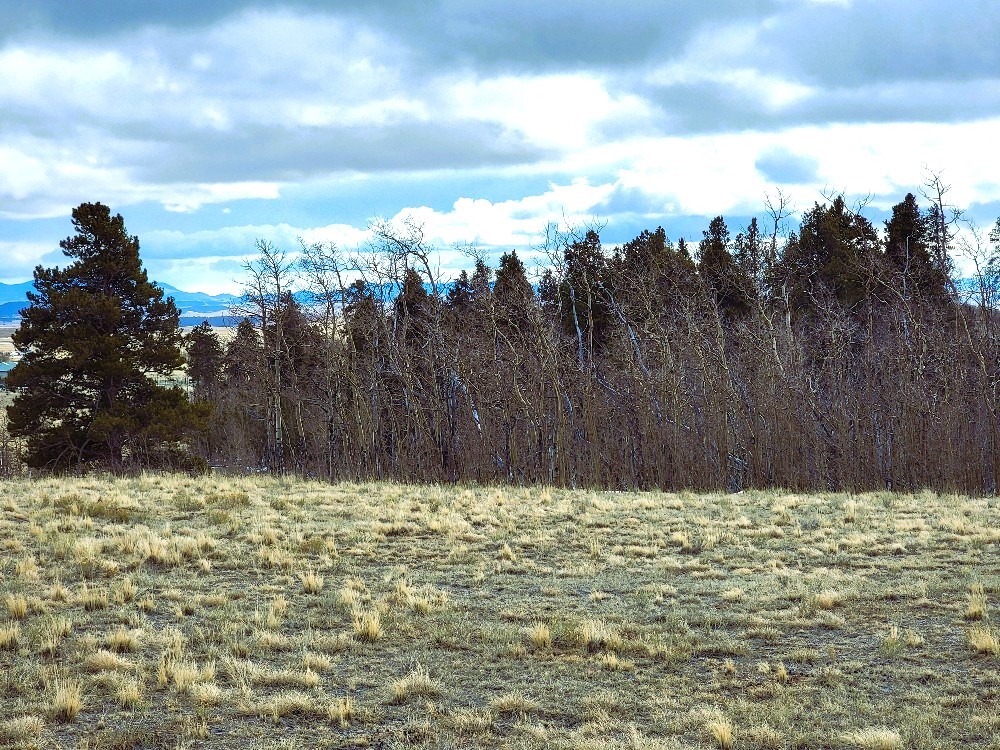 542 Thick Spike Road Fairplay, CO 80440 - Photo 16 of 33 a view of a yard