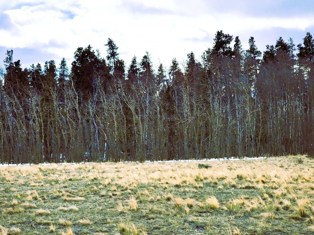 542 Thick Spike Road Fairplay, CO 80440 - Photo 19 of 33 a view of a yard