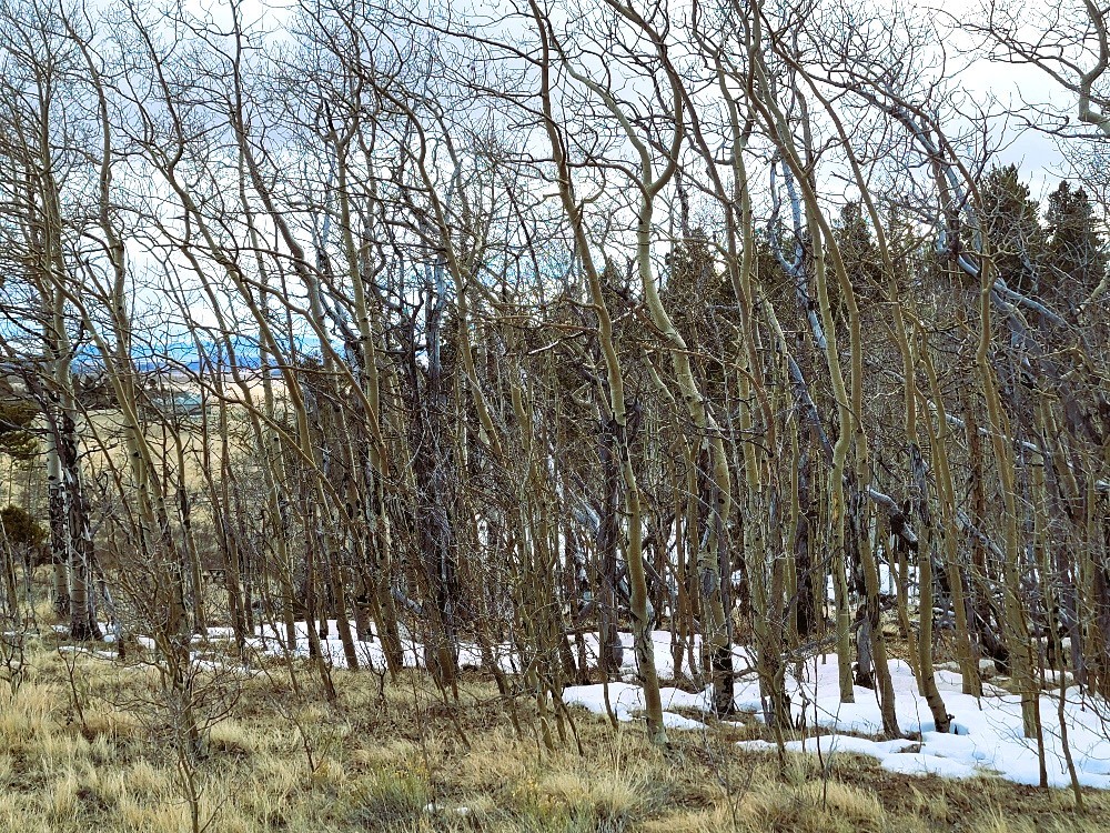 542 Thick Spike Road Fairplay, CO 80440 - Photo 20 of 33