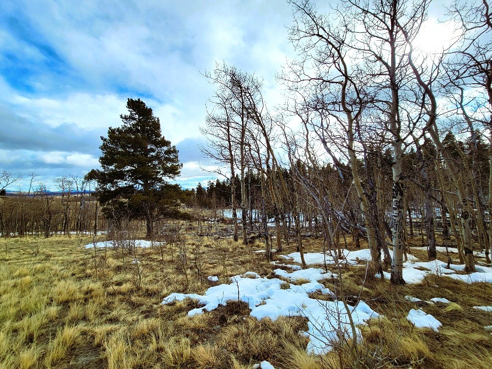 542 Thick Spike Road Fairplay, CO 80440 - Photo 22 of 33