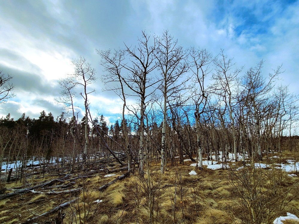 542 Thick Spike Road Fairplay, CO 80440 - Photo 24 of 33 a view of a yard covered with snow