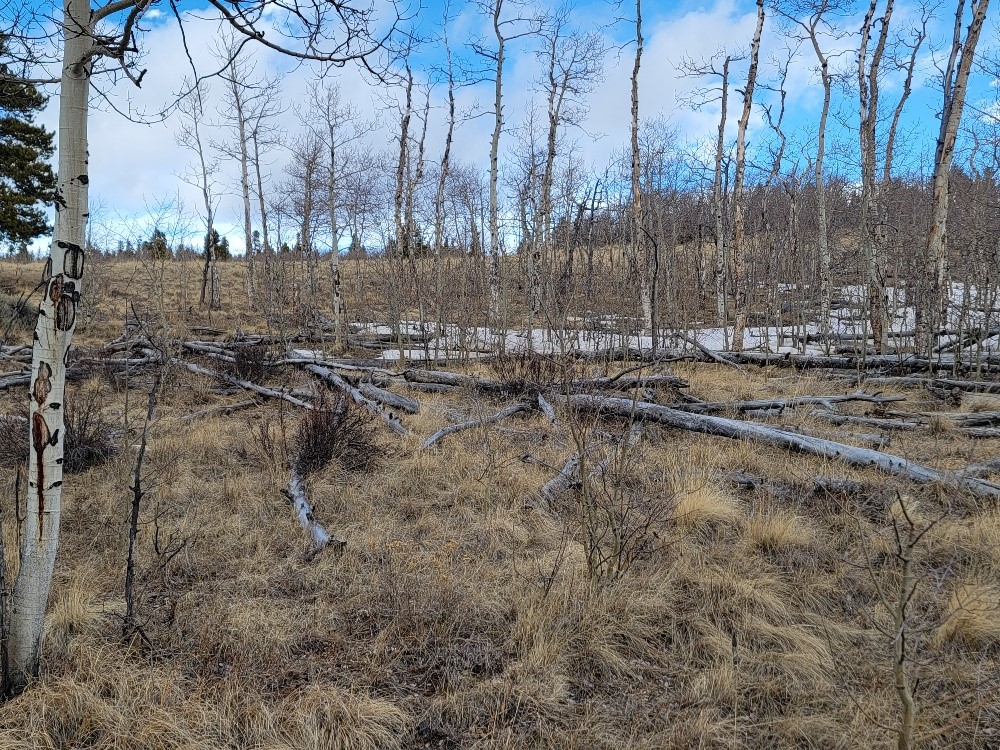 542 Thick Spike Road Fairplay, CO 80440 - Photo 28 of 33 a view of a yard with trees