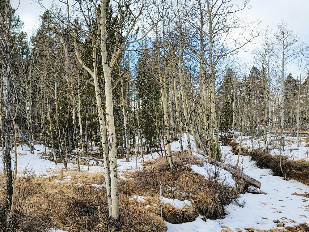 542 Thick Spike Road Fairplay, CO 80440 - Photo 7 of 33 a view of outdoor space with lots of trees