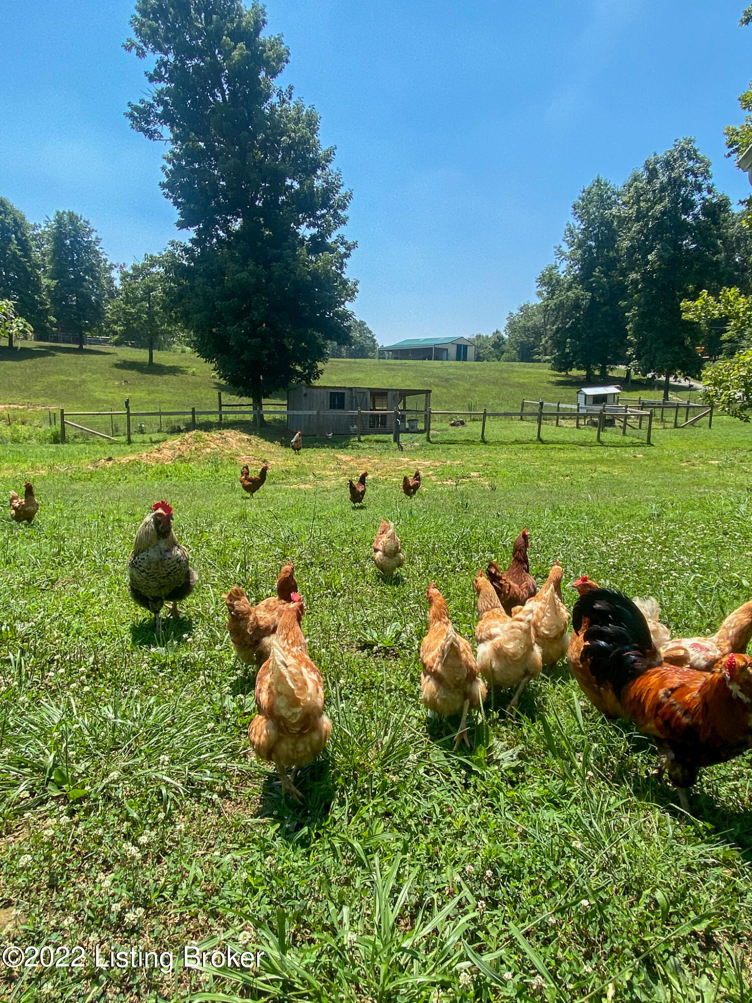 935 Frontage Road Leitchfield, KY 42754 - Photo 60 of 96 View of chicken coop & chickens (chickens not included) - hen house on the right side of picture not included.