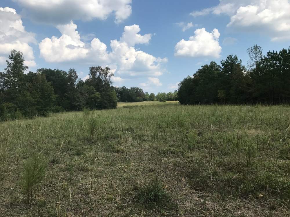 0 Virgil Wall Road Edgefield, SC 29824 - Photo 3 of 4