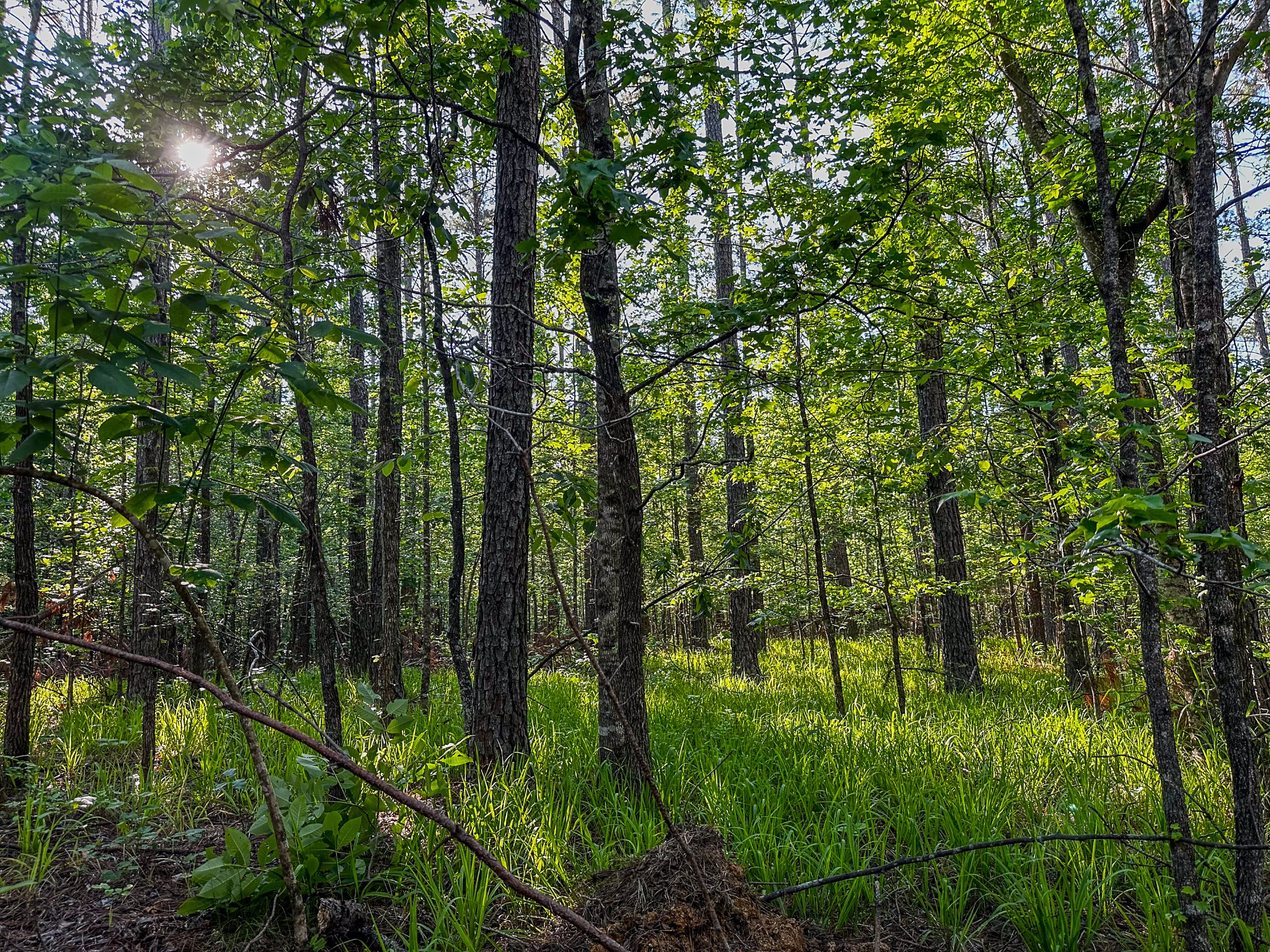 0 Post Road Michie, TN 38357 - Photo 6 of 12 a lush green forest with lots of trees