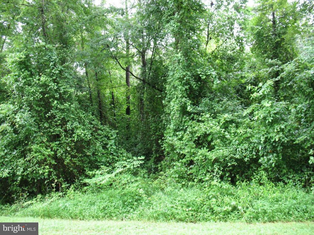 0 Harry Riggin Road Princess Anne, MD 21853 - Photo 7 of 9