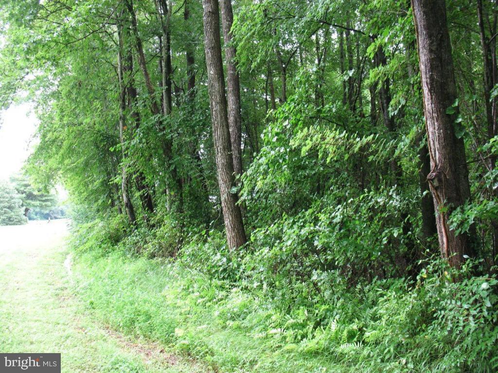 0 Harry Riggin Road Princess Anne, MD 21853 - Photo 8 of 9
