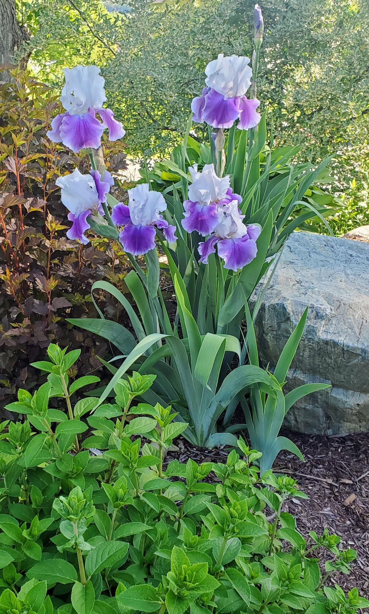 9 James Street Belfast, ME 04915 - Photo 55 of 59 20200613_082949