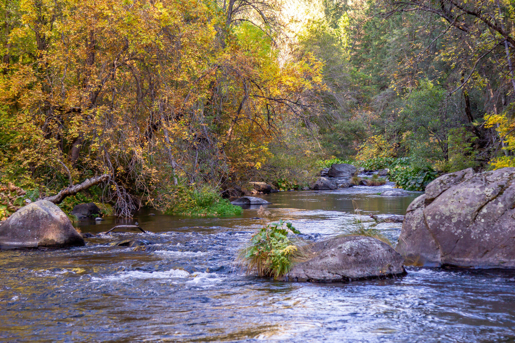 4245 Patricia Way Dunsmuir, CA 96025 - Photo 44 of 53 a view of a garden with plants and trees