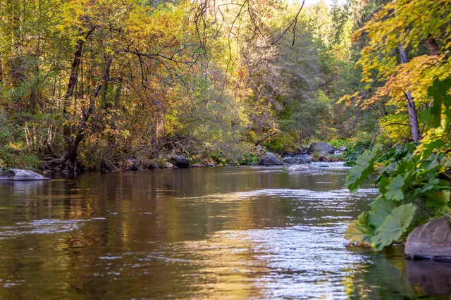 a view of a forest filled with trees