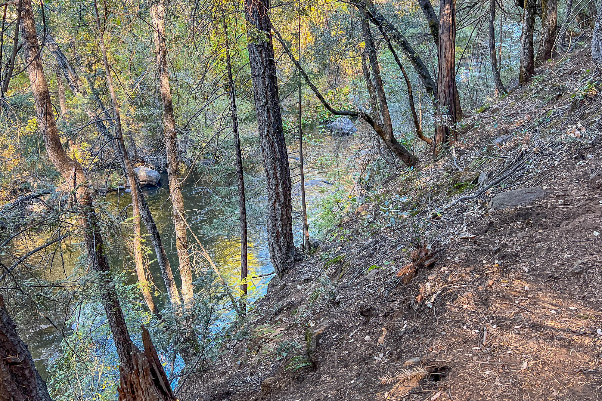 4245 Patricia Way Dunsmuir, CA 96025 - Photo 52 of 53 a view of a forest filled with trees