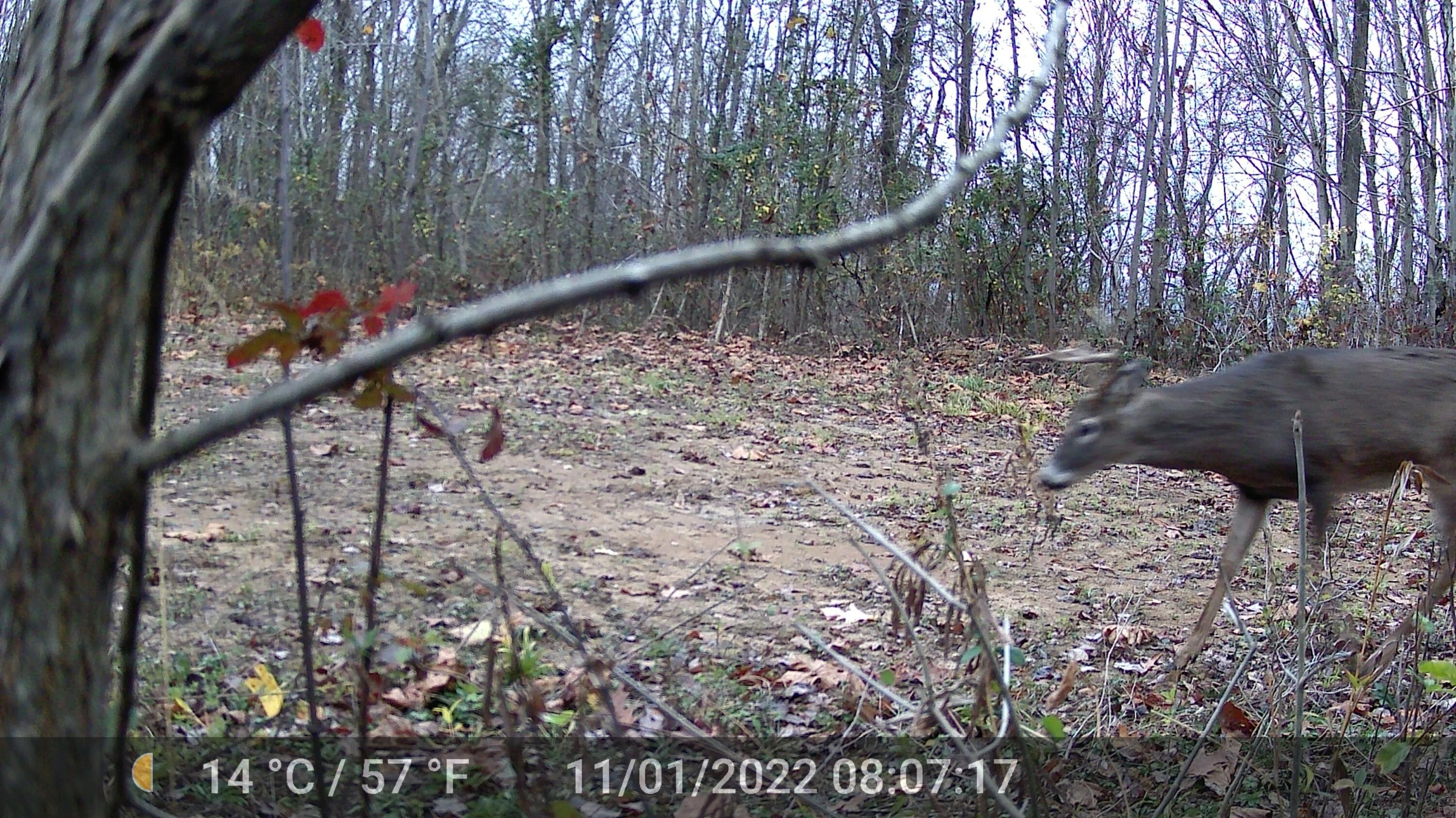 0 County Road 90 Road Crooksville, OH 43731 - Photo 36 of 39 110122-deer buck