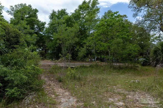 a backyard of a house with plants and large trees
