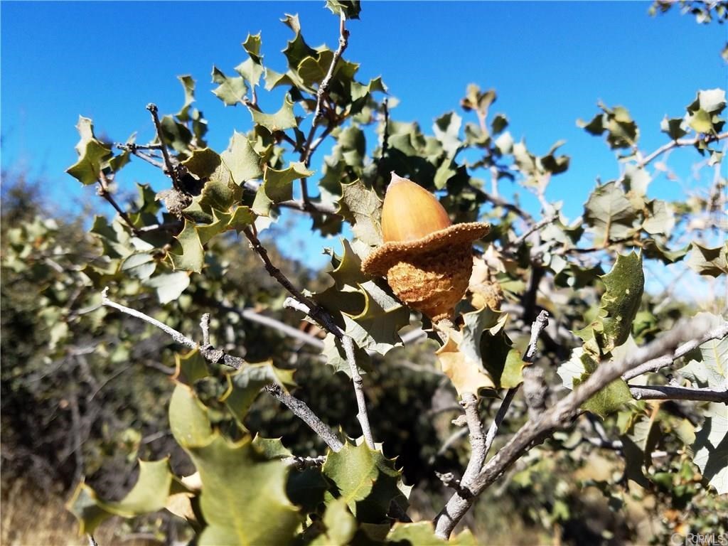 0 Hop Patch Spring Road Mountain Center, CA 92561 - Photo 15 of 27