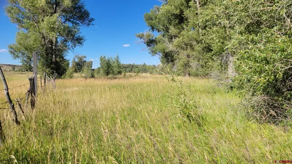a view of yard with large trees and plants