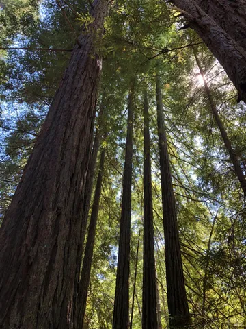 $2,250,000 | 38555 Hauser Bridge Road, Cazadero, CA 95421