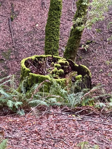 $2,250,000 | 38555 Hauser Bridge Road, Cazadero, CA 95421