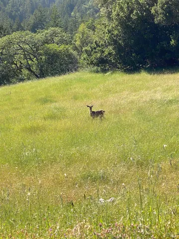 $2,250,000 | 38555 Hauser Bridge Road, Cazadero, CA 95421