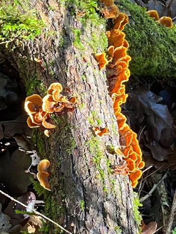 $1,950,000 | 38555 Hauser Bridge Road, Cazadero, CA 95421