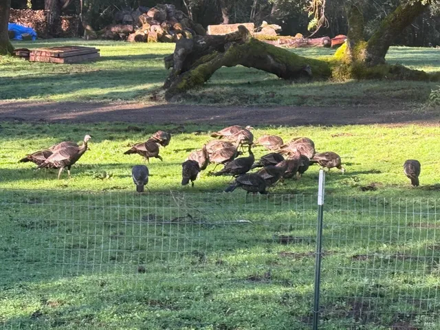 $1,950,000 | 38555 Hauser Bridge Road, Cazadero, CA 95421