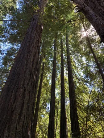 $1,950,000 | 38555 Hauser Bridge Road, Cazadero, CA 95421